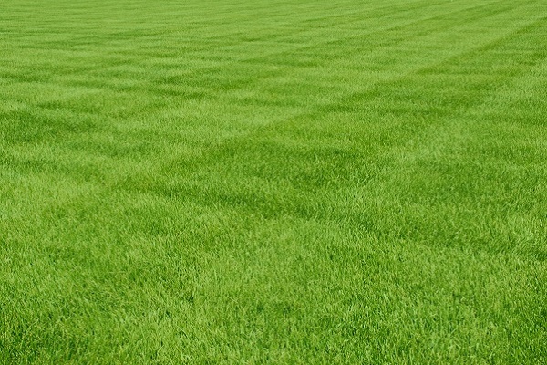 Lawn Maintenance