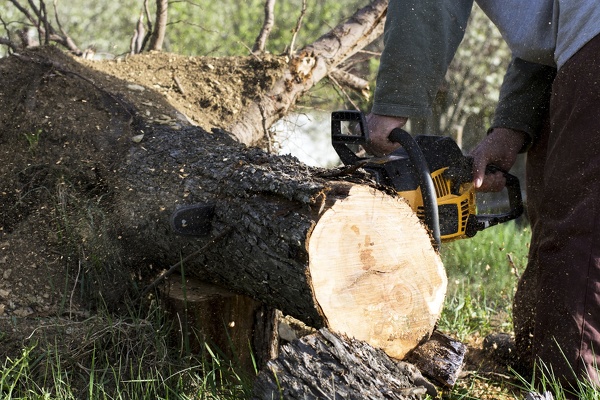 Tree Cutting